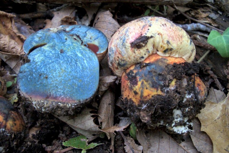 conferma per Boletus rhodoporpureus